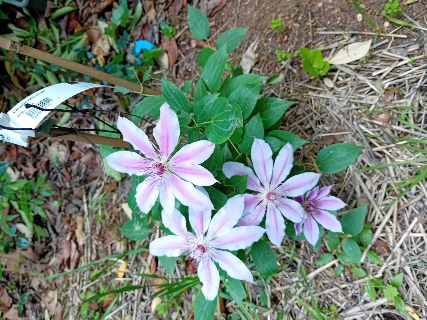 Fleurs du jardin sensoriel